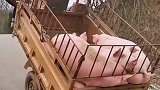 这是个有思想的猪，只要团结就不会被宰