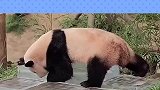 福公主玩的好开心，大熊猫有多萌