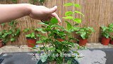茉莉花这样修剪，才会同一开花，开花不断