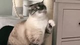 猫咪疯狂练拳，这是要成为拳王吗？太搞笑了