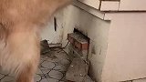 第一批回村的狗，爱上了烤红薯