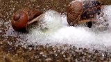 当蜗牛遇上盐会发生什么呢？