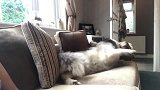 这只阿拉斯加犬告诉你什么叫做各种姿势的坐立不安