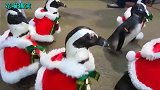 圣诞节来啦！企鹅们穿着圣诞衣服在逛街，太搞笑了！