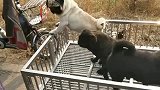 美国狗市上的巴哥犬，这种狗狗长得挺有喜感