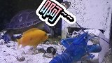 小蓝日常偷瓜（喂乌龟的哈密瓜）萌宠