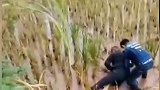 为毁毒品证据，男子趴水田打滚，妻子岸上急哭：拿出来，我等你！