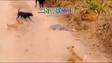 一群狗围攻一只蜥蜴，还被咬伤一只，会叫的狗真的不咬人？