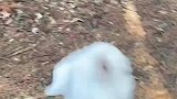 小山羊们一起下山坡，跑得乱七八糟