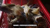 中国最爱吃生蚝的村子，十万个生蚝壳建造房子，600年完好无损