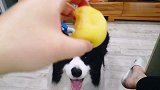 主人太低诂边牧智商，用这方法骗狗狗，谁知边牧早已看穿一切！