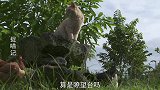 猫咪：我不是牧羊犬，我只是一直守护鸡的牧鸡猫！
