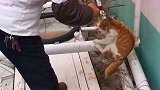 搞笑视频一有一种误会叫一厨子拿着刀去救猫