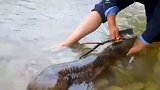 罕见！宁夏泾河泾源段首次发现野生“娃娃鱼”，年龄约50岁！