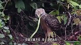 毒蛇在它眼里就像“零食”，一点面子都不给，冲上去就活吞！
