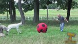 窘态百出的小动物们，真的是太有趣了，一只山羊正在玩推球呢