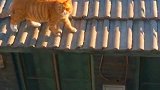 猫：别打扰我，我在抓老鼠呢！