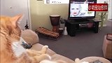 猫咪坐在沙发上看着电视，好像是个小人精啊！