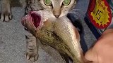 男子钓了一天才钓到一条鱼，没想到还有野猫跟他抢