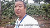 千元一棵成年车厘子树，移栽30亩两年收入50万，怎么实现的？