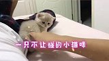 蓝金渐层可爱的小猫咪