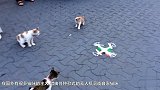 猫咪看到无人机后的反应 一不小心就让人笑出声！