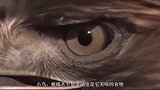 动物界最爱挑战刺激的生物，不仅喜欢“吃毒”，而且还能生吞毒蛇