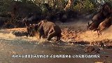 水牛遭到鳄鱼和狮子的联合围捕，下一秒水牛的做法，让人拍手叫好