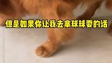 叫他过来我旁边的时候爱理不理，叫他玩玩具吃零食的身体倍棒