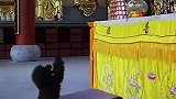 小狗拜佛，有模有样
