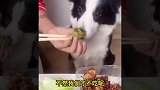 盘点猫咪和小狗的8个有趣瞬间，快松开我的狗腿！