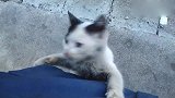 饥饿的小流浪猫，看到有人带食物来
