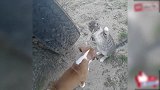 你俩是要掐架吗猫咪吓得都站起来了，真的是会玩！