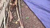 一只被鸡啄怕藏起来的猫，网友：它看到你的那一刻就知道靠山来了