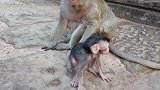 猴妈妈和猴儿们玩耍，小猴子玩的不亦乐乎，真是幸福！