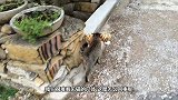 为什么农村的猫咪死后找不到尸体看完心疼不已！