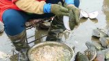 淡水珍珠的采集可不简单，经过多少人力加工才能成为美丽的珍珠