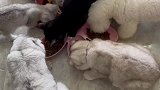 吃货猫，妈呀太香了