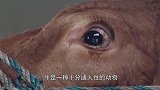 主人卖掉小牛犊，牛妈妈一路狂追汽车：我只想要回孩子！