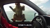 贱猴子终于遇见对手，被喵星人一击必杀，镜头记录全过程