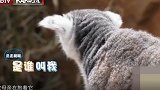 卡酷动物园：萌娃来到海洋馆，饲养员与白鲸进行表演，惊艳众人