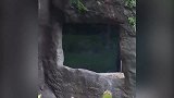 这只猩猩又要恐吓小朋友，这一个鲤鱼打挺，着实厉害了！