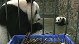 这熊孩子是亲生的吗？连口饭都不给吃，心疼崽崽一秒钟