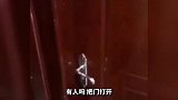 猫咪都这么孝顺了，真是长见识了啊