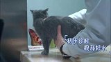 宠物医院2，无良卖家？小姐姐在猫咖买的幼猫，患有传腹