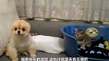 小猫咪占了奶狗的窝,奶狗生着闷气,搞笑极了
