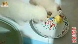 猫妈母乳不多，主人为小奶猫做羊奶蛋羹，太爱吃了，长得老壮实了