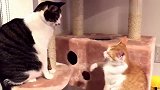 花猫：打架你不行，挨揍倒是可以的！橘猫：我不跟你玩儿了！