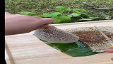 蜂蜜没加工之前，原来是这个样子
