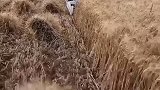 农民种地不容易，农村生活